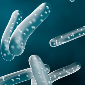 lactobacillius bacteria
