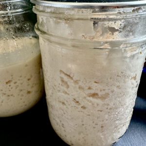 almond coconut living sourdough starter