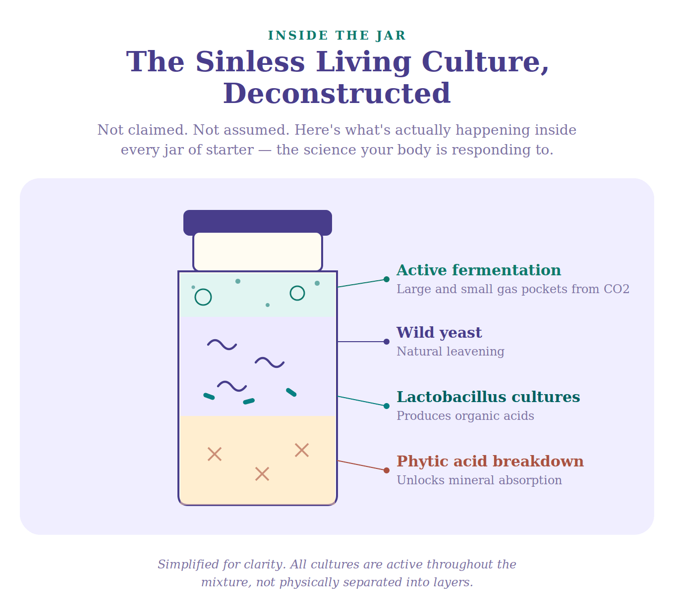 Diagram of the Sinless Living Culture showing active fermentation with gas pockets, wild yeast, lactobacillus cultures, and phytic acid breakdown